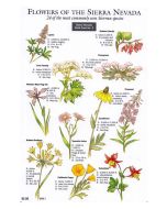 Sierra Nevada Field Card - Wildflowers