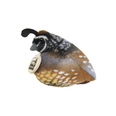 Bird - California Quail