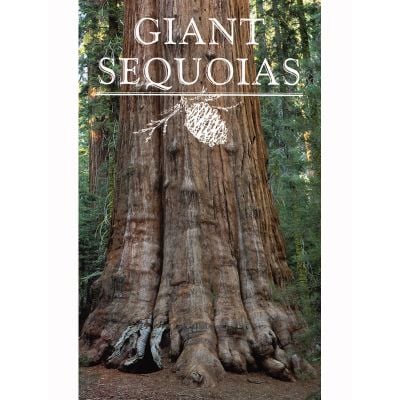 Giant Sequoias