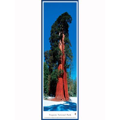 Poster - Giant Sequoia Tree