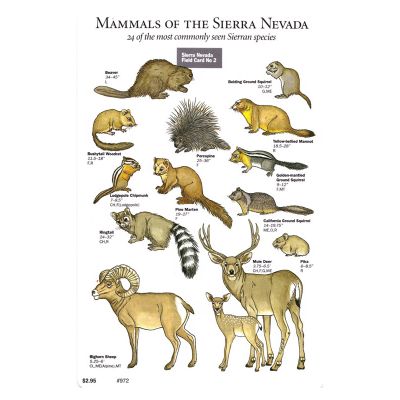 Sierra Nevada Field Card - Mammals