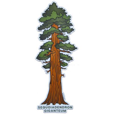 Sticker - Sequoia 12"