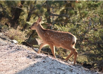 Fawn-Walkin